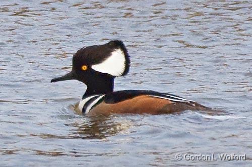 Hooded Merganser_35296.jpg - Hooded Merganser (Lophodytes cucullatus)Photographed along the Gulf coast near Port Lavaca, Texas, USA. 